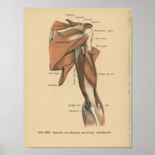 Vintage 1888 German Anatomy Print Arm Muscles ポスター