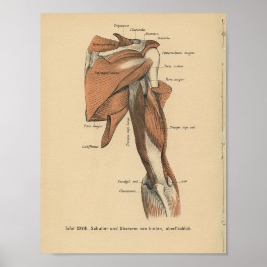 Vintage 1888 German Anatomy Print Arm Muscles ポスター (正面)
