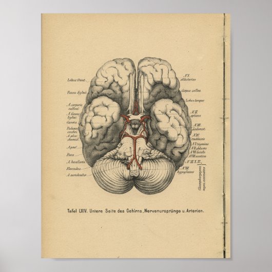 Vintage 1888 German Anatomy Print Brain ポスター (正面)