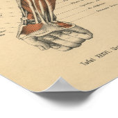 Vintage 1888 German Anatomy Print Forearm ポスター (角)