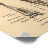 Vintage 1888 German Anatomy Print Forearm ポスター (角)