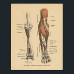 Vintage 1888 German Anatomy Print Forearm ポスター<br><div class="desc">1888 Anatomy print in German. Vintage human anatomical illustration from the Hand Atlas der Anatomie by Henke.
 Muscles and bones of the elbow and forearm. Unterarm von vorn in pronation</div>