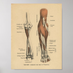 Vintage 1888 German Anatomy Print Forearm ポスター