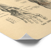 Vintage 1888 German Anatomy Print Leg Foot ポスター (角)