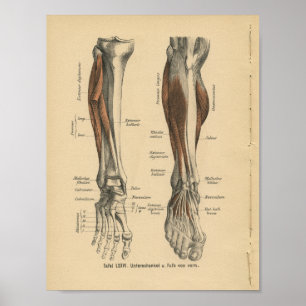 Vintage 1888 German Anatomy Print Leg Foot ポスター