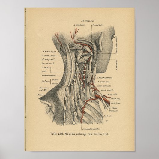 Vintage 1888 German Anatomy Print Neck Muscles ポスター (正面)