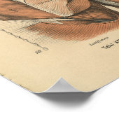 Vintage 1888 German Anatomy Print Shoulder Muscles ポスター (角)