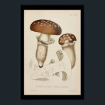 Vintage 1899 Mushrooms Brown Cap Art Print ポスター<br><div class="desc">Vintage 1899 Italian botanical illustration of mushrooms. Armillaria imperialis.
Customize: Edit and change the border/background color as needed. View more mushroom prints under our: Flowers and Plants section.</div>