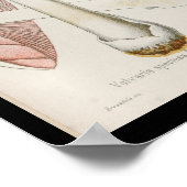 Vintage 1899 Mushrooms White Pink Art Print ポスター (角)