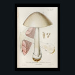 Vintage 1899 Mushrooms White Pink Art Print ポスター<br><div class="desc">Vintage 1899 Italian botanical illustration of mushrooms. Volvaria speciosa.
Customize: Edit and change the border/background color as needed. View more mushroom prints under our: Flowers and Plants section.</div>