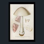 Vintage 1899 Mushrooms White Pink Art Print ポスター<br><div class="desc">Vintage 1899 Italian botanical illustration of mushrooms. Volvaria speciosa.
Customize: Edit and change the border/background color as needed. View more mushroom prints under our: Flowers and Plants section.</div>