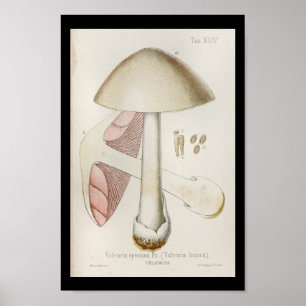 Vintage 1899 Mushrooms White Pink Art Print ポスター