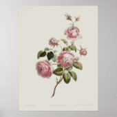 Vintage 18th Century Rose ポスター (正面)
