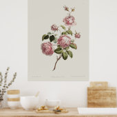 Vintage 18th Century Rose ポスター (キッチン)
