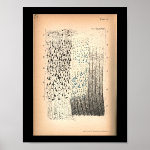 Vintage 1901 Brain Cells Anatomy Print ポスター