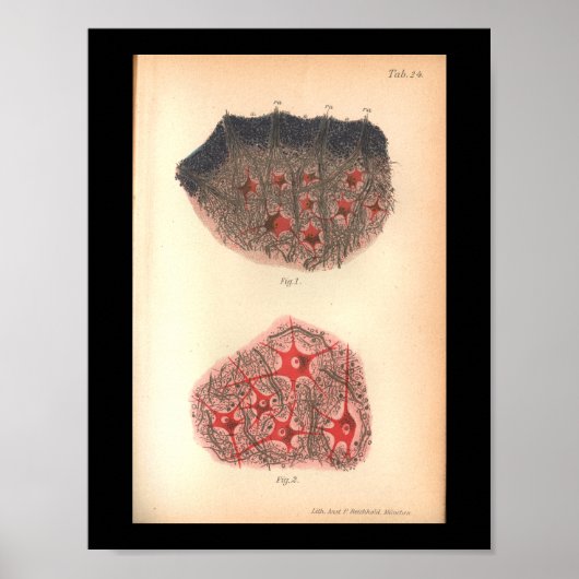 Vintage 1901 Brain Cells Anatomy Print ポスター (正面)