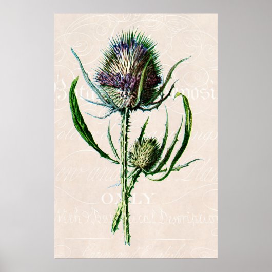 Vintage 1902 Scottish Thistle Old Wild Flower ポスター (正面)