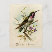 Vintage 1908 Mexican Star Hummingbird Friendship  ポストカード (正面)