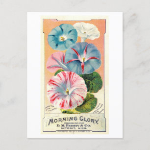 Vintage Ad for Ferry & Co. Morning Glory Seeds ポストカード