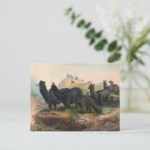 Vintage Alpacas 1861 Book Illustration Postcard ポストカード (スタンド正面)