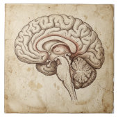 Vintage Anatomical Brain Ink Sketch Sepia タイル (正面)