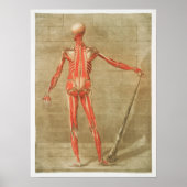 Vintage Anatomical Illustration ポスター (正面)