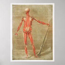 Vintage Anatomical Illustration ポスター