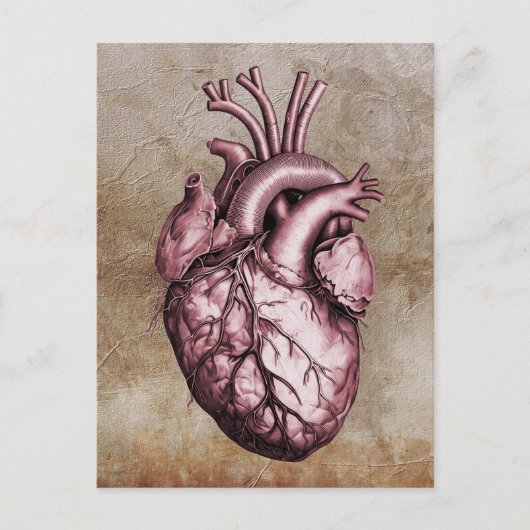 Vintage anatomical illustration of the human heart ポストカード (正面)