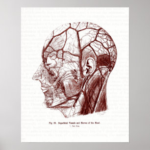 Vintage Anatomy Art Nerves of the Human Head ポスター