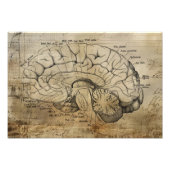 Vintage Anatomy Brain Diagram フォトプリント (正面)