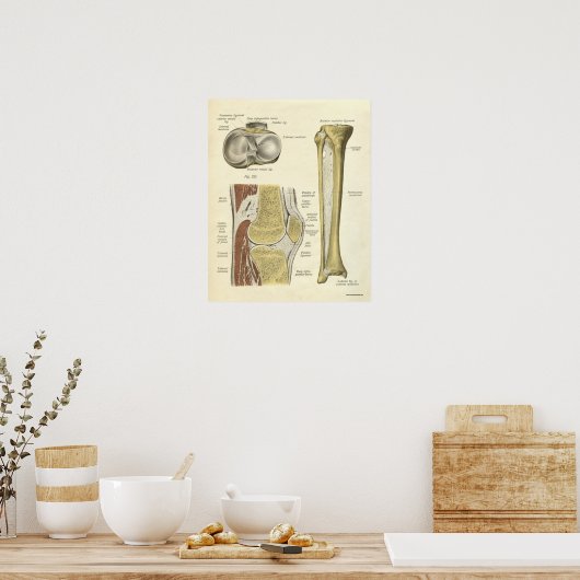 Vintage Anatomy Print Bones Knee ポスター (キッチン)