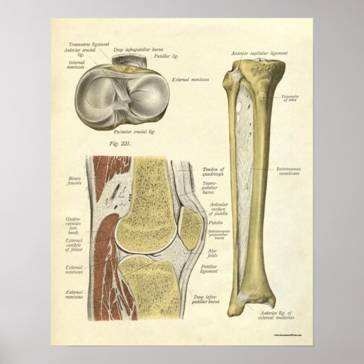 Vintage Anatomy Print Bones Knee ポスター (正面)