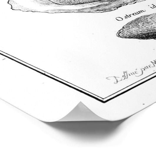 Vintage Animal Poster - Oyster ポスター (角)