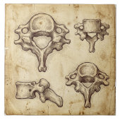 Vintage Antique Anatomical Vertebrae Illustration タイル (正面)