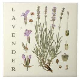 Vintage Art: Lavender Plant and Flowers Scientific タイル