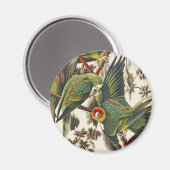 Vintage Audubon Carolina Parakeet Bird Art マグネット (正面/裏面)