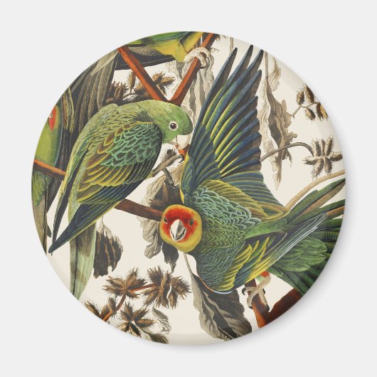 Vintage Audubon Carolina Parakeet Bird Art マグネット (正面)