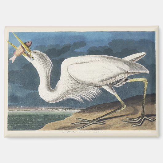 Vintage Audubon Great White Heron Bird Art マグネット (正面)