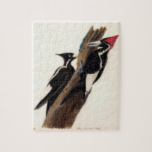 Vintage Audubon Ivory-billed Woodpecker Painting