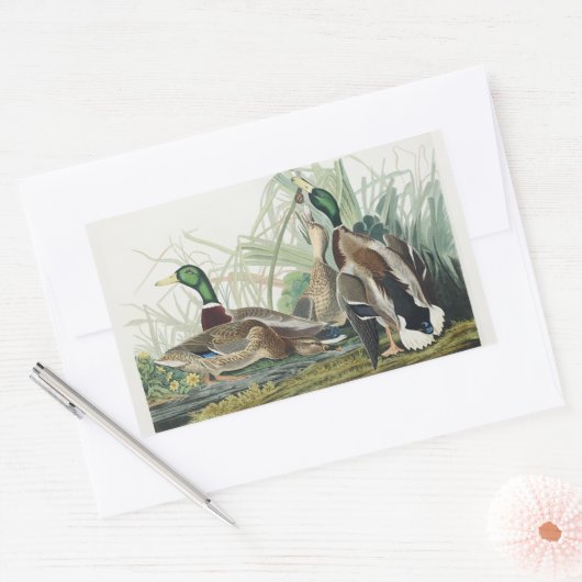 Vintage Audubon Mallard Duck Wildlife Art 長方形シール (封筒)