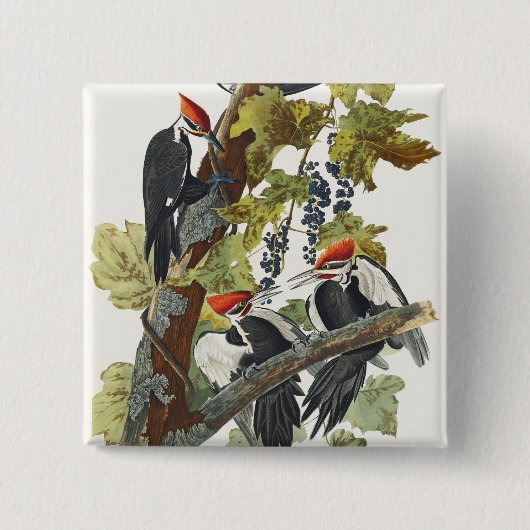 Vintage Audubon Pileated Woodpecker Bird Art 缶バッジ (正面)