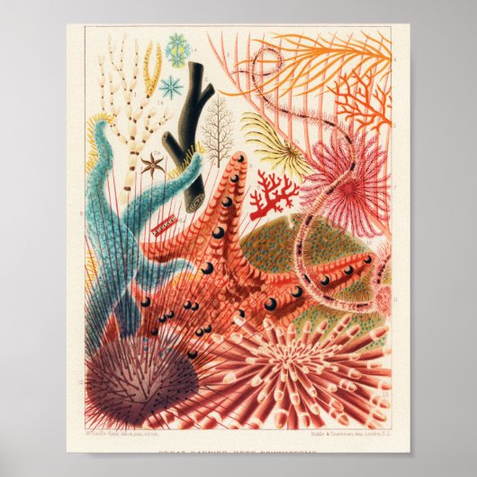 Vintage Australia Great Barrier Reef Fishes Poster ポスター (正面)