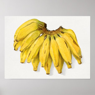 Vintage Banana Fruit Watercolor Painting ポスター