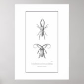 Vintage beetle illustration print ポスター (正面)