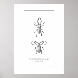 Vintage beetle illustration print ポスター