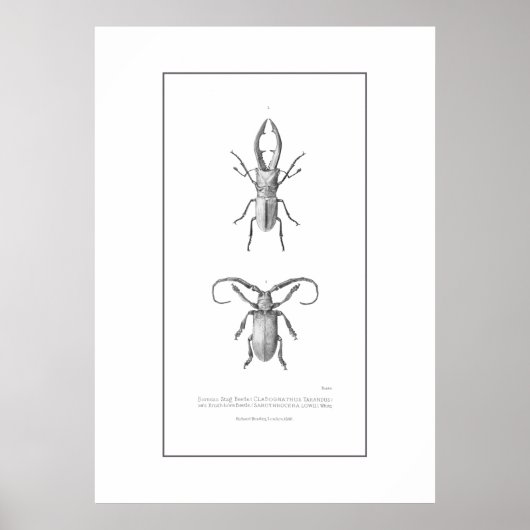 Vintage beetle illustration print ポスター (正面)