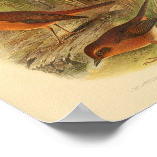 Vintage Bird Brown White Print ポスター (角)