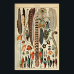 Vintage Bird Feather Print Plumes Wall Art Decor ポスター<br><div class="desc">Vintage Bird Feather Art Plumes Adolphe Millot Vintage Poster,  Vintage Wall Art,  Garden Wall Art,  Bush Wall Print</div>
