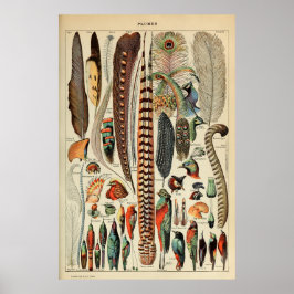 Vintage Bird Feather Print Plumes Wall Art Decor ポスター