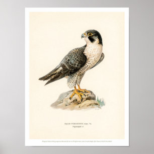 Vintage Bird Illustration- Peregrine Falcon Poster ポスター